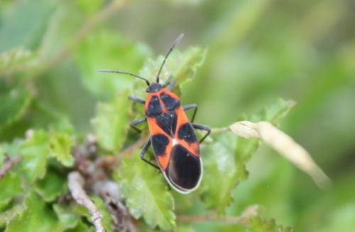 Réf. 217 753 : Tropidothorax leucopterus